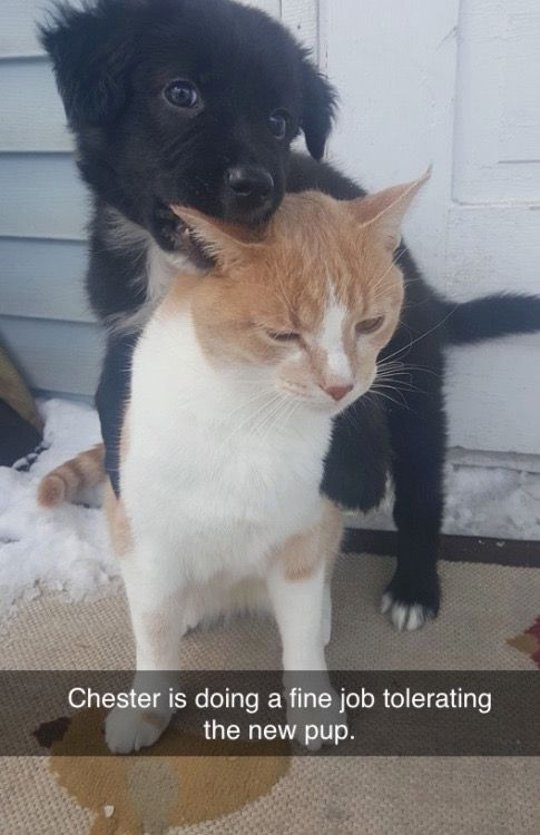 The image captures a candid, humorous moment between two pets: an orange-and-white cat named Chester and a small black-and-white puppy. Chester sits on an outdoor doormat (with snow visible in the background) with an unmistakably annoyed, resigned expression, his eyes half-closed as he endures the puppy's attention. The puppy stands behind Chester, resting its front paws on the cat's shoulders and nuzzling/gentle chewing his ear, appearing excited and affectionate. The caption at the bottom of the image reads: 'Chester is doing a fine job tolerating the new pup.' The humor stems from the relatable dynamic of a grumpy, established pet putting up with a rambunctious new family member, leaning into the wholesome, funny contrast between the two animals' moods and behaviors.