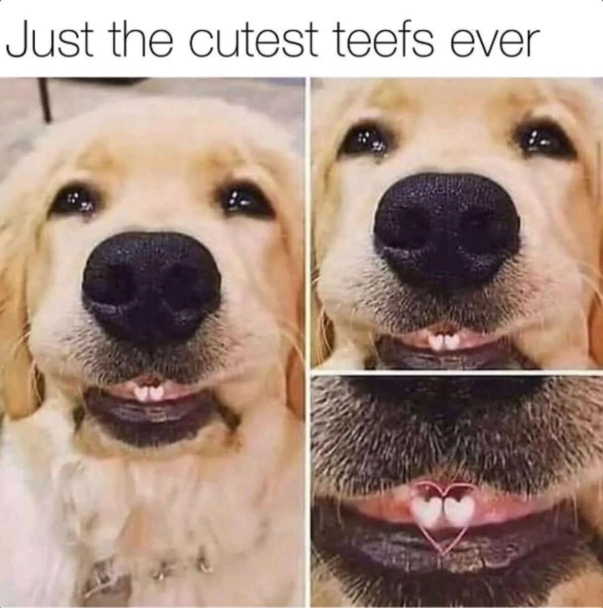 A three-panel collage featuring close-up images of a golden retriever puppy's face, focusing on its small front teeth. The top text reads 'Just the cutest teefs ever' using the playful misspelling 'teefs' instead of 'teeth'. The first panel shows the puppy with a slight smile revealing tiny teeth, the second panel shows a closer view of the puppy's nose and mouth with visible teeth, and the third panel shows an even closer view of the mouth with a pink heart drawn around the puppy's front teeth.
