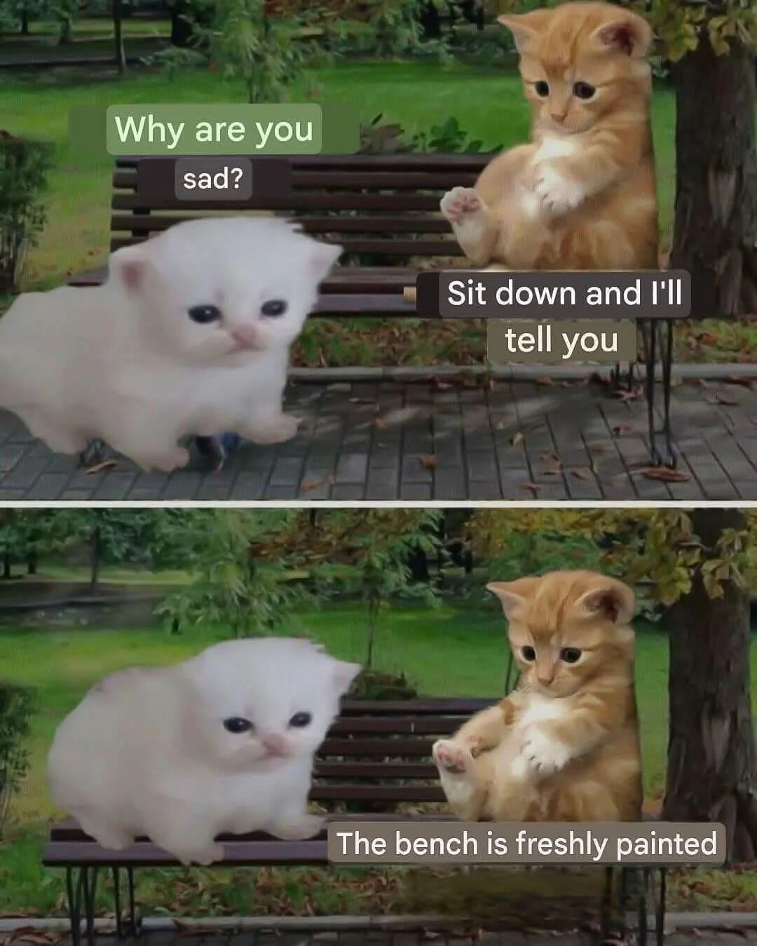 A two-panel meme featuring two kittens on a wooden bench in a park with green grass and trees. In the top panel, an orange kitten sits upright on the bench, asking the white kitten (standing in front of the bench) 'Why are you sad?'. The white kitten responds, 'Sit down and I'll tell you'. The bottom panel shows the white kitten now sitting on the bench, with the punchline text: 'The bench is freshly painted'. This explains the initial sadness—likely the white kitten got paint on itself from the wet bench, creating a humorous twist.