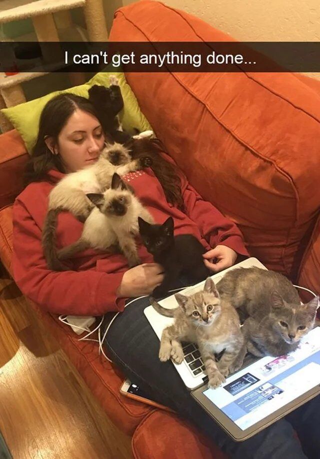 The image depicts a woman lying on an orange couch, attempting to work remotely using a laptop placed on her legs, but she is completely surrounded by seven cats. Several cats rest on her chest and shoulder, two are positioned on the laptop, and others are nearby, taking over her workspace. The woman has a tired, resigned expression, clearly overwhelmed by the affectionate but distracting pets. A text overlay at the top of the image reads 'I can't get anything done...', which humorously captures the relatable struggle of pet owners trying to stay productive when their pets demand attention. The scene is wholesome and funny, highlighting the chaotic but endearing reality of living with multiple cats while trying to work from home.