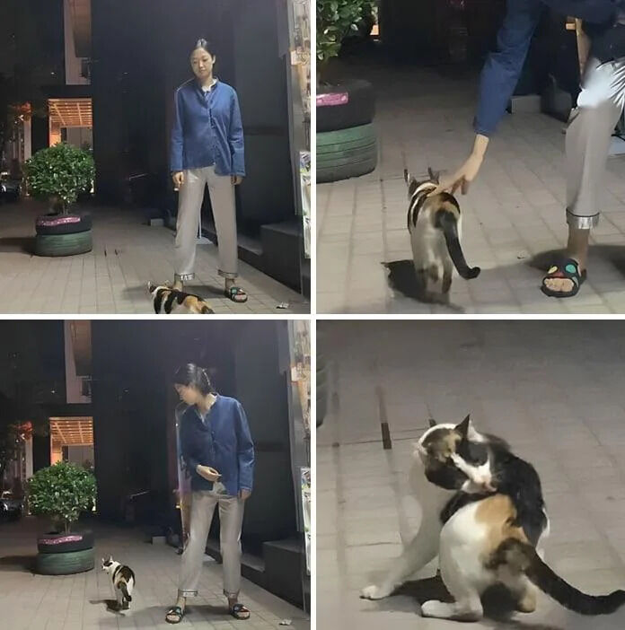 A four-panel photograph sequence capturing a lighthearted interaction between a woman and a calico cat in an outdoor night setting. Panel 1: The woman, dressed in a blue jacket and light pants, stands near a potted plant (in a tire planter) as the calico cat approaches her feet. Panel 2: The woman extends her hand to pet the cat, which turns and walks away, tail raised. Panel 3: The woman looks down at the cat, now standing a short distance away, appearing to watch her. Panel 4: The cat suddenly turns back, jumps up, and nuzzles against her hand, with its front paws lifted, displaying a playful and affectionate demeanor.