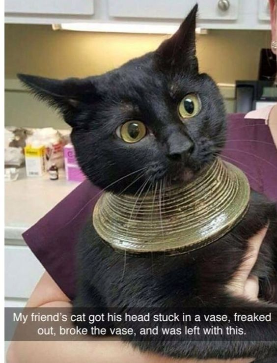 This funny photograph shows a wide-eyed, startled black cat being held by a person, with the broken neck portion of a ceramic vase stuck around its neck, resembling an odd thick collar. Text at the bottom of the image explains the backstory: the cat got its head stuck inside a whole vase, panicked, broke the vase apart, leaving only this ring-shaped piece around its neck. The cat's shocked, confused expression makes the silly situation humorous, and the background is a residential kitchen counter.