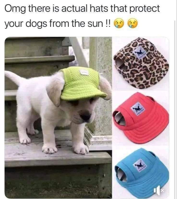 This wholesome meme features a cute light-colored puppy standing on outdoor concrete steps, wearing a bright green sun hat with a neutral, slightly shy expression. To the right of the puppy, there are three product images of dog sun hats: leopard print, red, and blue, each featuring a small logo of a dog wearing a hat. The top text reads: *"Omg there is actual hats that protect your dogs from the sun !! 😢😢"*, expressing excited, warm surprise at the existence of these pet accessories. The meme combines an adorable real pet photo with product examples to highlight a useful, heartwarming item for dogs, evoking positive, wholesome feelings.