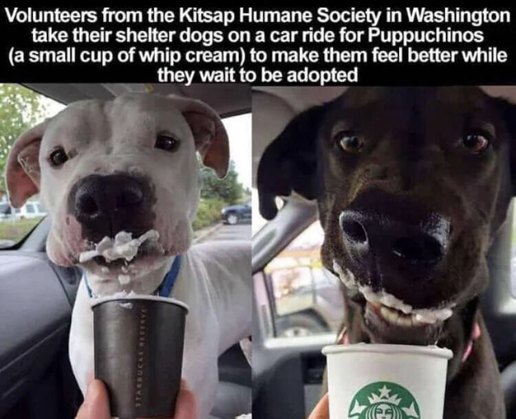 A two-panel collage image featuring two shelter dogs inside a car, each enjoying a Puppuchino (a small cup of whipped cream). The left panel shows a white dog with a blue collar, its snout and mouth covered in whipped cream, looking content. The right panel features a black dog with a pink collar, similarly with whipped cream around its mouth, appearing happy and engaged. Both dogs are positioned close to the camera, emphasizing their joyful expressions. The top text explains that volunteers from the Kitsap Humane Society in Washington take shelter dogs on car rides for Puppuchinos to comfort them while they await adoption.