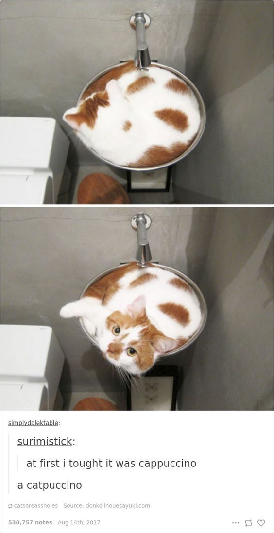 This two-panel meme features an orange and white cat curled inside a wall-mounted shower drain basin. In the first panel, the cat's head is hidden, and its brown-and-white fur pattern creates a strong visual illusion of a cappuccino coffee drink. The second panel shows the cat lifting its head and paw, revealing itself as a real animal, breaking the initial illusion. Below the panels is a Tumblr comment thread where user 'surimistick' first writes, 'at first i tought it was cappuccino' and then follows up with the pun 'a catpuccino'—combining 'cat' and 'cappuccino' to lean into the visual similarity. The post has accumulated 538,757 notes, highlighting its popularity as a clever, wholesome animal joke.