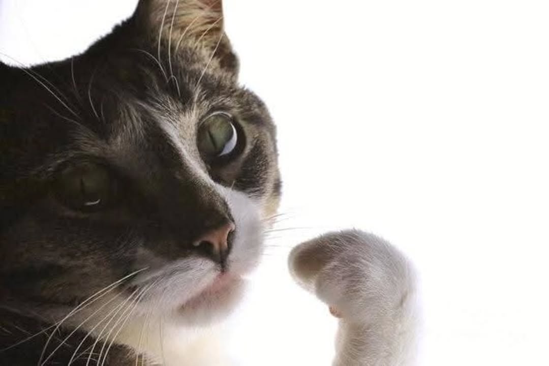 This is a close-up photograph of a tabby cat with dark and white fur positioned against a plain solid white background. The cat has a half-squinted, unimpressed, skeptical facial expression, while holding up one of its white front paws in a pose that looks identical to a human giving a thumbs up. The right half of the image is completely blank white, making it suitable for adding custom captions or text. The combination of the cat's unenthusiastic expression and the approving thumbs up pose creates a sarcastic, passive-aggressive humorous effect that is widely used as a reaction meme.