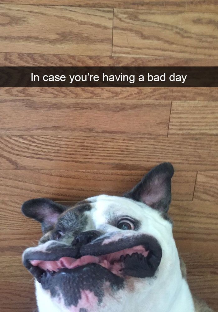 This is a wholesome meme that features a real bulldog lying upside down on a wooden hardwood floor, giving a distorted, silly goofy smile to the camera. Text at the top of the image reads 'In case you're having a bad day', and the meme is intended to cheer up people who are feeling down or having a bad day by showing this funny, cute looking happy dog.