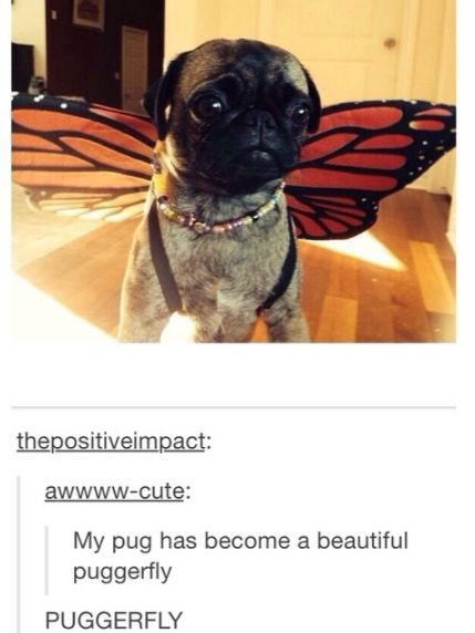 This is a screenshot of a Tumblr reblog thread, featuring a photograph of a real pet pug dog dressed in a monarch butterfly-style costume, with large orange and black butterfly wings attached to its harness. Below the image, the original Tumblr poster makes an adorable pun: they call their costumed pug a 'puggerfly', a portmanteau blending the words 'pug' and 'butterfly'. The pun is repeated in all caps at the bottom of the thread for extra whimsical emphasis. The pug's gentle, slightly serious expression adds to the cute, charming appeal of the meme.