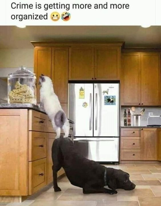 This meme features a real-life photograph of two pets collaborating in a kitchen: a black dog kneels on the floor, acting as a step stool for a white cat to reach a glass jar of treats on a wooden counter. The top text reads "Crime is getting more and more organized 😳🤣", which humorously anthropomorphizes the pets' teamwork as a coordinated, structured "criminal" act to steal snacks. The scene is lighthearted, wholesome, and plays on the absurdity of framing pet behavior as a formal crime operation.