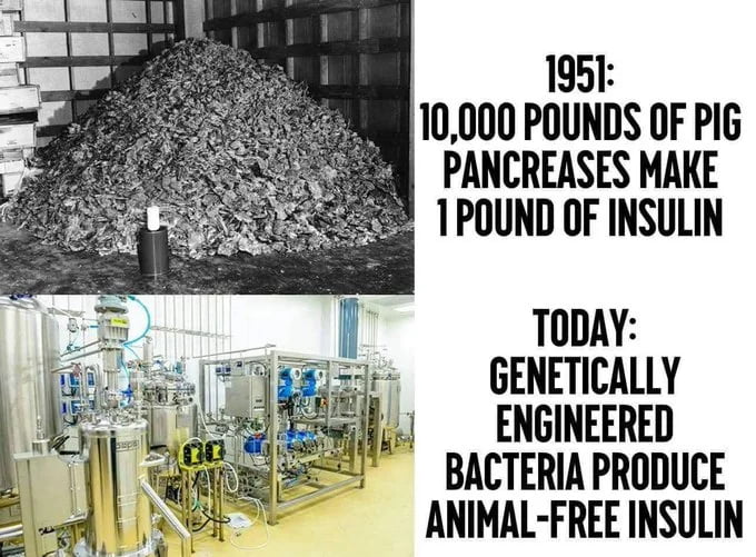 A split collage meme comparing insulin production methods in 1951 and today. The top-left section features a black-and-white photograph of a massive pile of pig pancreases next to a small container, accompanied by text: '1951: 10,000 POUNDS OF PIG PANCREASES MAKE 1 POUND OF INSULIN'. The bottom-right section shows a color image of modern laboratory equipment with stainless steel bioreactors, labeled: 'TODAY: GENETICALLY ENGINEERED BACTERIA PRODUCE ANIMAL-FREE INSULIN'. The meme highlights the significant technological advancement in biotechnology, transitioning from animal-derived to synthetic, animal-free insulin production.