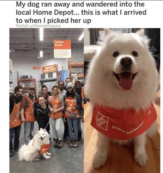 This meme is a two-panel collage featuring a fluffy white Samoyed dog's unexpected adventure. The left panel shows the dog sitting inside a Home Depot store, wearing an orange Home Depot employee apron, surrounded by smiling Home Depot staff (all in matching aprons) posing for a group photo with the pup. The right panel is a close-up shot of the happy dog, still in the apron, with its tongue out and wide, excited eyes. The accompanying top text reads: *My dog ran away and wandered into the local Home Depot... this is what I arrived to when I picked her up*. The humor comes from the wholesome, unexpected scenario where the store's employees embraced the runaway dog as an honorary team member, giving it an apron and including it in a group photo, turning a potentially stressful situation for the owner into a funny, heartwarming moment.