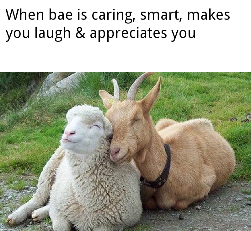 This meme combines a warm, relatable text with a cute animal image to convey the joy of having a caring partner. The top text reads: *When bae is caring, smart, makes you laugh & appreciates you*, paired with a photograph of a goat snuggling closely against a sheep. Both animals are lying on a grassy, gravelly outdoor surface, with relaxed, content expressions, visually embodying the affectionate, comfortable feeling described in the text. The meme uses the wholesome, gentle energy of the animal interaction to emphasize the positive emotions of a healthy, loving relationship.