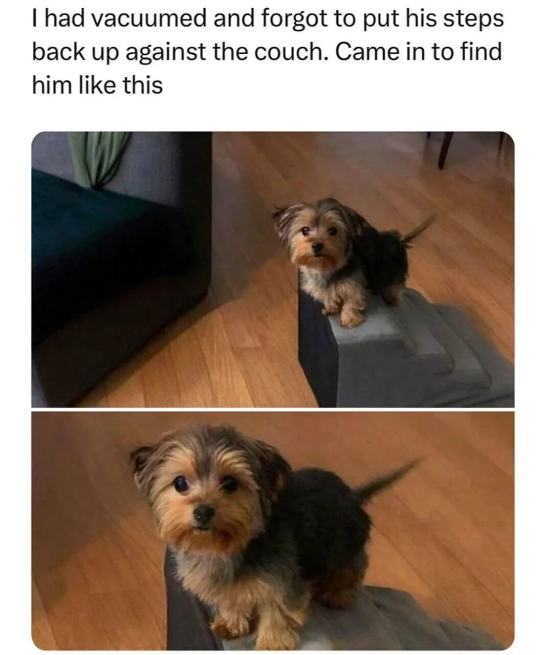 A two-panel image featuring a small dog. The top text reads: 'I had vacuumed and forgot to put his steps back up against the couch. Came in to find him like this'. The first panel shows the dog standing on a gray pet step stool near a dark blue couch with a wooden floor in the background. The second panel is a close-up of the dog looking directly at the camera with a calm expression. The context implies the owner accidentally moved the dog's steps while vacuuming, and the dog found and positioned himself on them.