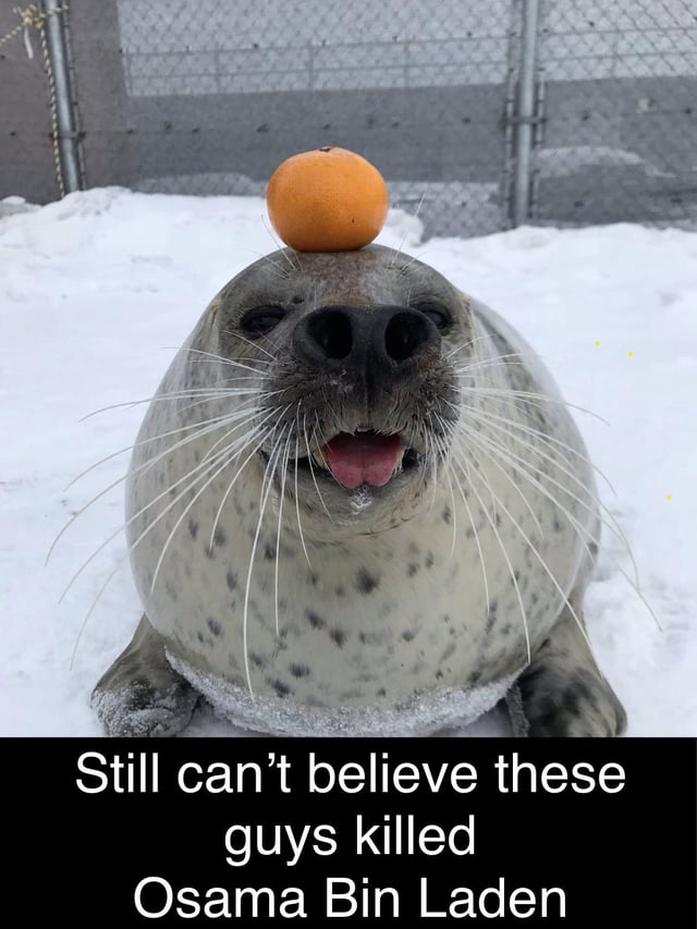 The image depicts a seal lying on snow with an orange balanced on its head. The seal has a happy expression, with its mouth open and tongue sticking out, giving a playful appearance. Below the image, there is a text overlay that reads: 'Still can't believe these guys killed Osama Bin Laden.' The humor arises from the absurd contrast between the cute, harmless-looking seal and the serious, historically significant claim about killing Osama Bin Laden, creating a sarcastic and funny effect.