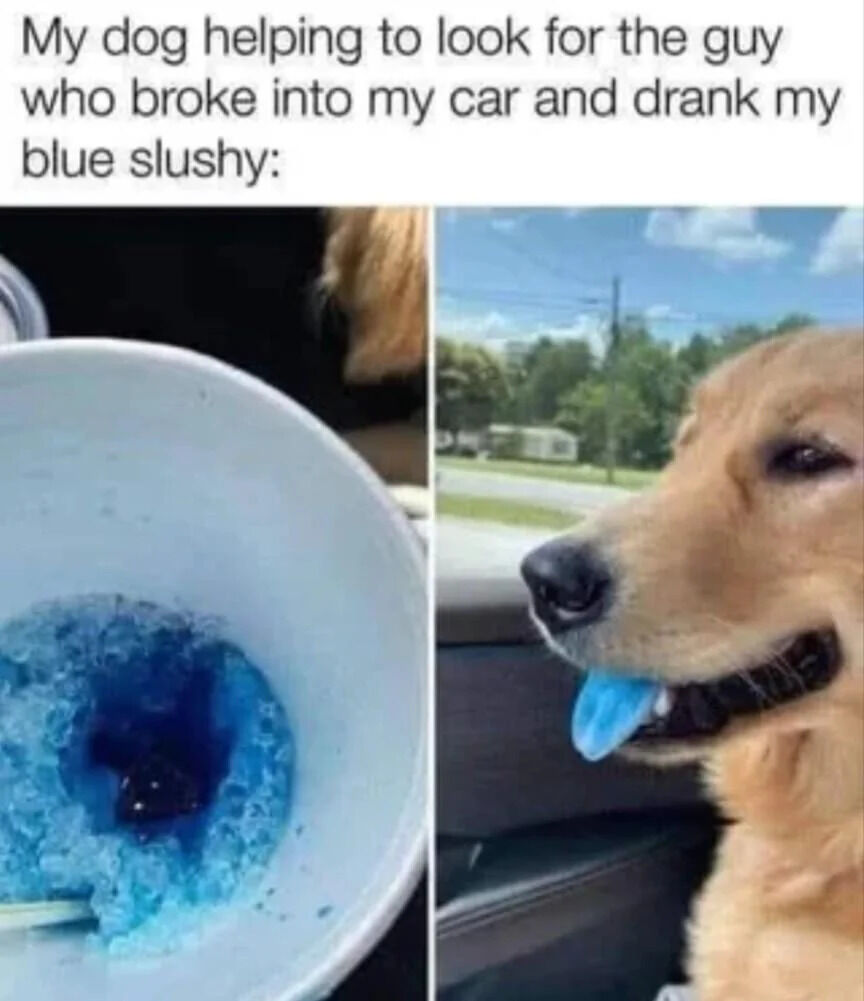 A two-panel meme with a humorous and wholesome theme. The top text reads: 'My dog helping to look for the guy who broke into my car and drank my blue slushy:'. The left panel shows a close-up of a white disposable cup containing partially melted blue slushy, likely the stolen item. The right panel features a golden retriever with a visibly blue tongue (implied to be from licking the slushy), sitting in a car with a relaxed, content expression, humorously portraying the dog as 'assisting' in the search for the thief while having apparently consumed some of the slushy itself.