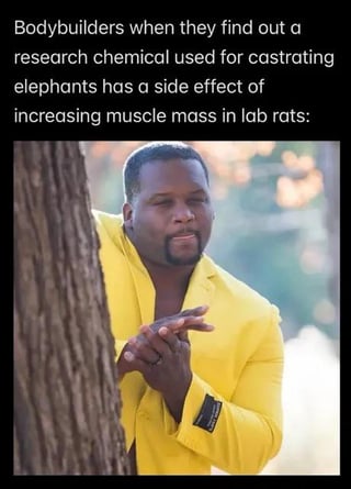 This is a satirical meme composed of two parts: top text explaining a premise, followed by a popular reaction image. The top text states that bodybuilders react a certain way when learning a research chemical originally designed to castrate elephants has a side effect of increasing muscle mass in lab rats. The image below shows muscular former NFL player Anthony Adams peeking out from behind a tree rubbing his hands together with a scheming, eager expression, implying bodybuilders are excited to use the extremely dangerous chemical solely for its muscle growth benefit, completely ignoring its intended use and life-threatening side effects. The joke exaggerates the common stereotype that bodybuilders are willing to take unregulated, high-risk substances to build muscle regardless of severe health consequences.