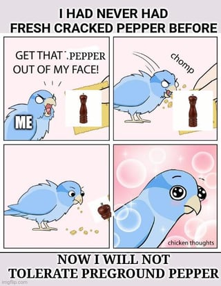This is a 4-panel comedic meme. The opening text at the top states 'I HAD NEVER HAD FRESH CRACKED PEPPER BEFORE'. In the first panel, an angry blue bird labeled 'ME' yells 'GET THAT PEPPER OUT OF MY FACE!' at a pepper grinder, showing initial disgust at the idea of fresh cracked pepper. In the second panel, the bird is forced to eat the fresh cracked pepper, with the sound effect 'chomp' shown next to it. In the third panel, the bird looks surprised as it processes the taste of the pepper. In the fourth panel, the bird has large, sparkly, enamored eyes against a pink bubbly background, showing it loves the taste. The closing text at the bottom reads 'NOW I WILL NOT TOLERATE PREGROUND PEPPER', joking that after trying the higher quality fresh pepper, the person the bird represents has become a snob that refuses lower quality preground pepper, which is a relatable joke about discovering a higher quality version of a common item and refusing to go back to the worse option.