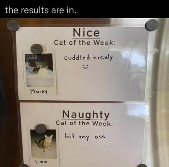 A photograph of a two-section sign titled 'the results are in.' The top section is labeled 'Nice Cat of the Week' with a small photo of a cat named Maisy, accompanied by the text 'cuddled nicely :)'. The bottom section is labeled 'Naughty Cat of the Week' featuring a photo of a cat named Leo, with the description 'bit my ass'. The sign uses simple handwritten-style text and is secured with black push pins.