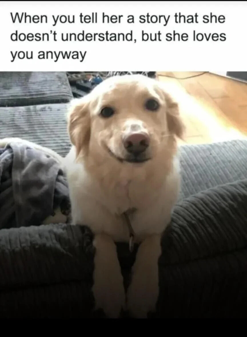 The image features a golden retriever dog with a happy and attentive expression sitting on a gray couch. Above the dog, there is a text overlay that reads: 'When you tell her a story that she doesn't understand, but she loves you anyway'. The dog's posture and expression—with ears slightly forward and a relaxed smile—convey a sense of warmth and affection, making the meme relatable and endearing. The background shows a cozy indoor setting with a wooden floor and some indistinct items, emphasizing a homey atmosphere.