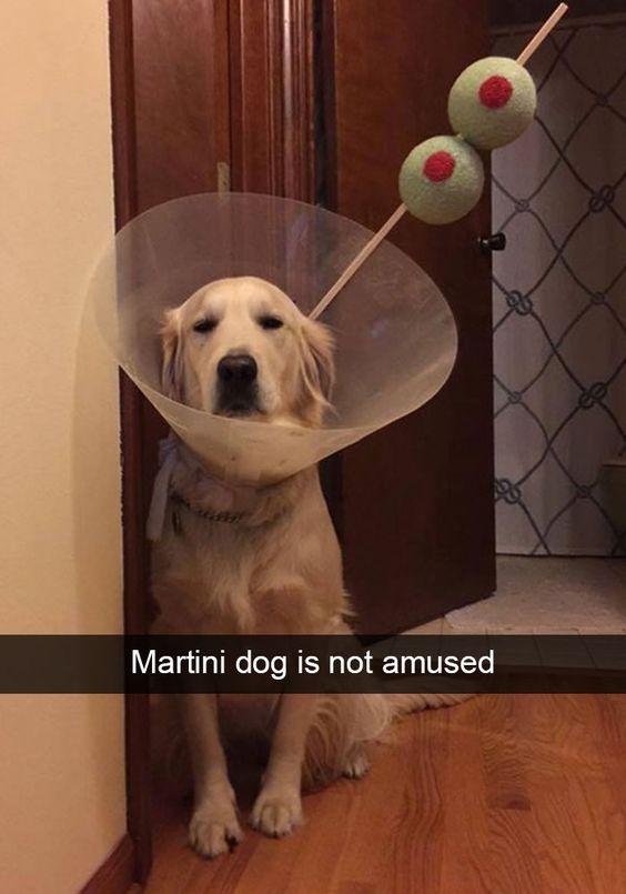 A golden retriever dog is sitting indoors near a wooden door, wearing a transparent Elizabethan collar (cone collar). Attached to the collar is a wooden stick with two green balls (resembling olives on a toothpick), mimicking the garnish of a martini. The dog has a neutral, slightly unamused expression, with its ears relaxed and eyes half-closed. The background includes a tiled wall (likely a bathroom) and a wooden floor, creating a casual home setting. The caption at the bottom reads 'Martini dog is not amused,' emphasizing the dog's indifferent reaction to the playful prop.