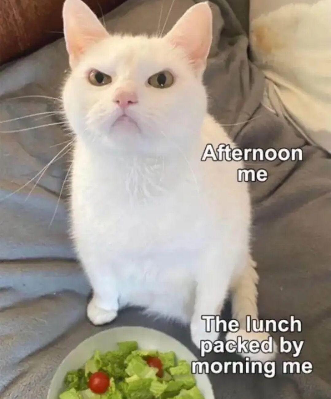 This meme features a grumpy, frowning white domestic cat sitting on a gray bed next to a plate of green salad with cherry tomatoes. Text overlay labels the cat as 'Afternoon me' and the salad as 'The lunch packed by morning me'. The joke is relatable: people often feel motivated to eat healthy in the morning and pack a boring healthy salad for lunch, but by the afternoon when it is time to eat, they are annoyed and disappointed at their past self for not packing something more satisfying that they actually want to eat. The cat's grumpy expression perfectly conveys this feeling.