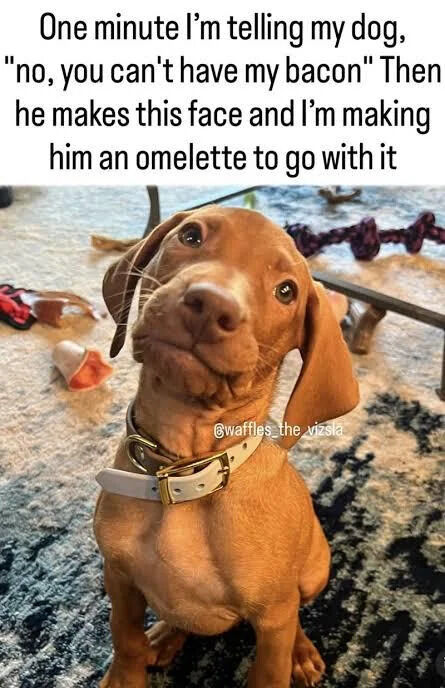A heartwarming photograph of a brown Vizsla dog named Waffles sitting on a textured carpet. The dog is positioned centrally, looking upward with large, round eyes and a slightly tilted head, creating an endearing, pleading expression. Waffles wears a white collar with a gold buckle. In the background, there are scattered dog toys, including a rope toy and a red object, adding to the casual, homey setting. Above the image, a caption reads: 'One minute I'm telling my dog, 'no, you can't have my bacon' Then he makes this face and I'm making him an omelette to go with it.' The watermark '@waffles_the_vizsla' is visible on the dog's chest, indicating the dog's social media handle. The image captures the universal experience of pet owners yielding to their pets' adorable antics, blending humor and warmth.