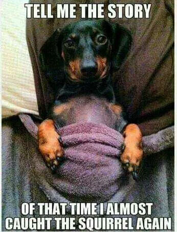 This is a cute wholesome meme featuring a black and tan dachshund lying on its back on a person's lap, with a small purple blanket across its belly and its front paws resting on the blanket. The dog looks up with a wide-eyed, expectant expression, just like a child asking to hear their favorite story again. The text on the image frames the dog as requesting to re-hear the story of the time he almost caught a squirrel, playing on the common pet dog obsession with chasing squirrels, treating the near-miss as a beloved, re-told story.