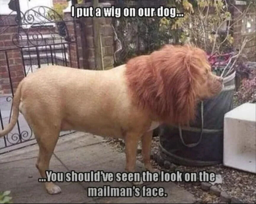 The image depicts a tan dog standing outdoors on a sidewalk, wearing a large, reddish-brown lion's mane wig that covers its neck and shoulders. The background includes a brick fence with a metal gate, potted plants, and a cylindrical planter. Two lines of text overlay the image: the top text reads 'I put a wig on our dog...' and the bottom text continues '...You should've seen the look on the mailman's face.' The humor stems from the dog resembling a small lion, implying the mailman was startled by the unexpected 'lion' in the yard.