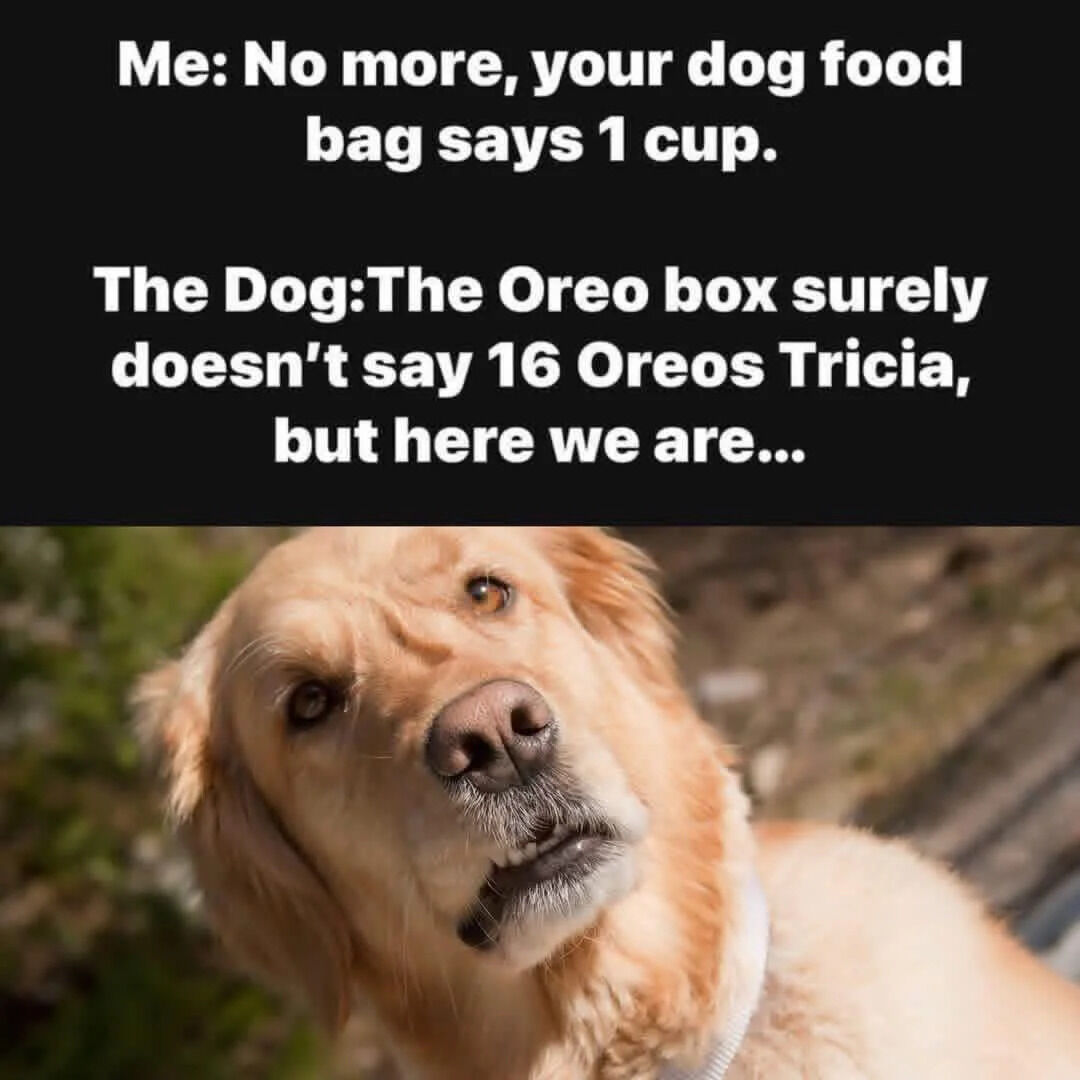 A meme featuring a two-part dialogue overlaid on a photograph of a golden retriever. The top text shows the owner telling the dog they can't have more food because the dog food bag specifies 1 cup. The dog responds by pointing out the owner (Tricia) eats more than 16 Oreos despite the Oreo box not specifying that amount, creating a humorous double standard. The bottom image shows a golden retriever with a skeptical, knowing expression, tilting its head upward as if delivering the retort.