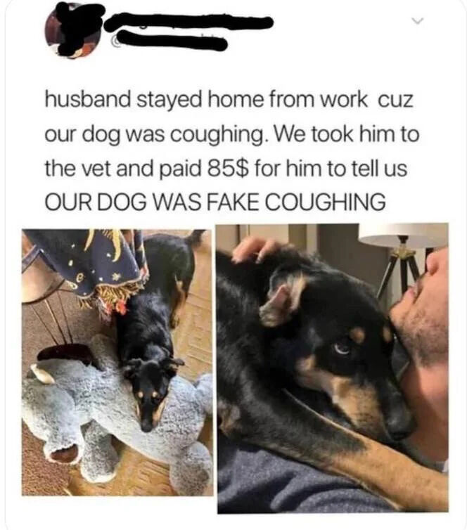 A social media post featuring two photographs of a black dog with tan markings. The top text recounts a humorous anecdote: the husband stayed home from work due to the dog's coughing, leading to a $85 vet visit that revealed the dog was fake coughing. The left image shows the dog lying on a carpet next to a large gray stuffed animal, while the right image captures the dog being petted on the chest by a person, appearing calm and content.
