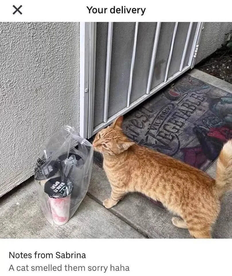 An orange tabby cat is seen sniffing a plastic delivery bag containing coffee cups on a doorstep. The cat appears curious about the package, which is placed next to a screen door. The doormat visible in the image has the text 'FINEST VEGETABLES' printed on it. At the top of the image, there's a header that reads 'Your delivery', and at the bottom, there's a note that says 'Notes from Sabrina: A cat smelled them sorry haha'.