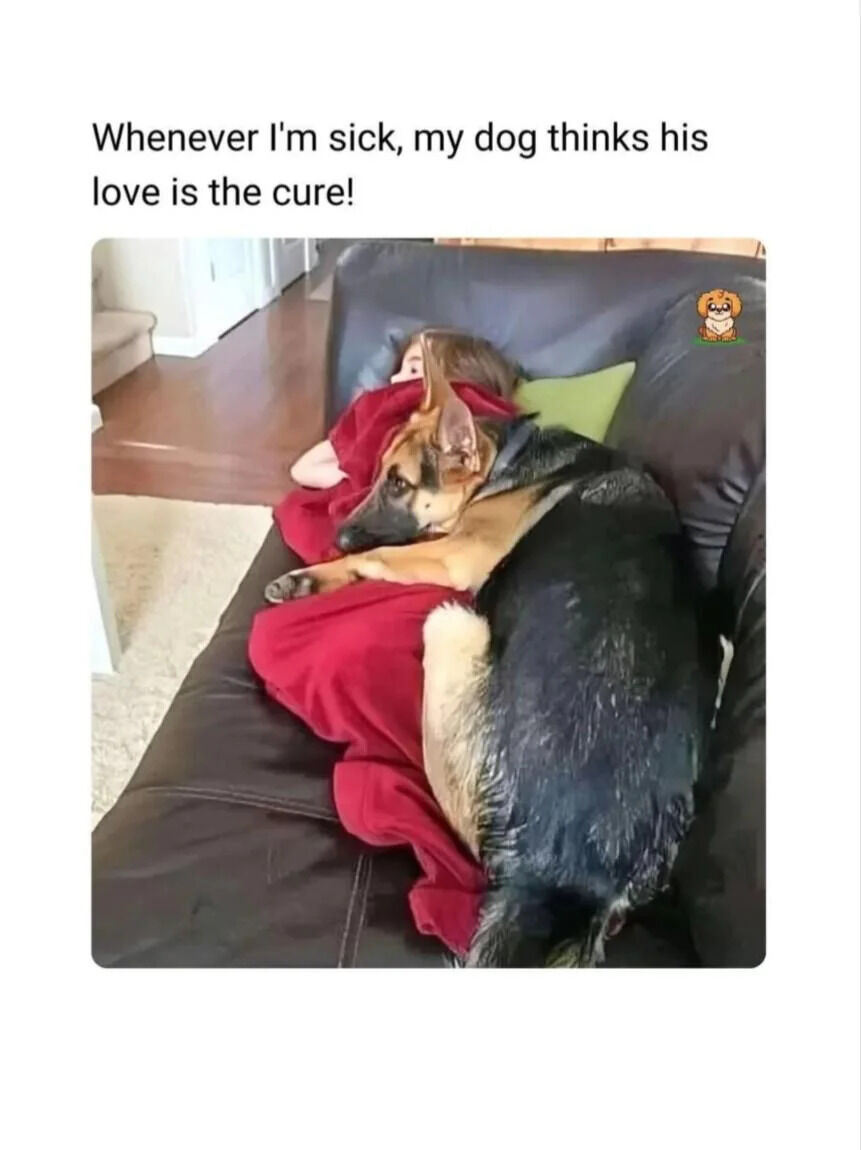 A heartwarming image depicting a person lying on a black leather couch, covered with a red blanket, while a German Shepherd dog cuddles on top of them. The dog appears calm and attentive, resting its body over the person as if providing comfort. Above the image, text reads, 'Whenever I'm sick, my dog thinks his love is the cure!', emphasizing the dog's affectionate and protective nature toward its unwell owner. The scene captures the wholesome bond between pets and their owners, highlighting the dog's perceived role as a source of healing through love.