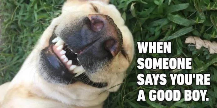 The image features a close-up, upside-down shot of a pale yellow Labrador retriever lying on green grass. The dog has its eyes closed, bares its teeth in a wide, goofy, delighted grin, appearing extremely pleased. White bold text aligned to the right of the dog reads: 'WHEN SOMEONE SAYS YOU\'RE A GOOD BOY.' The meme humorously and wholesomely depicts the giddy, proud feeling experienced when receiving positive praise, a relatable sentiment for both pet owners and general audiences.