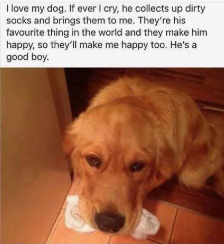 The image consists of a heartwarming text overlay above a photograph of a golden retriever. The text describes the dog's endearing behavior: when the owner cries, the dog collects dirty socks (his favorite items) to bring them as a comfort, assuming they will make the owner happy too. The photograph below shows the golden retriever lying on a tiled floor, gently holding a white dirty sock in its mouth, with a soft, earnest expression that complements the touching narrative.