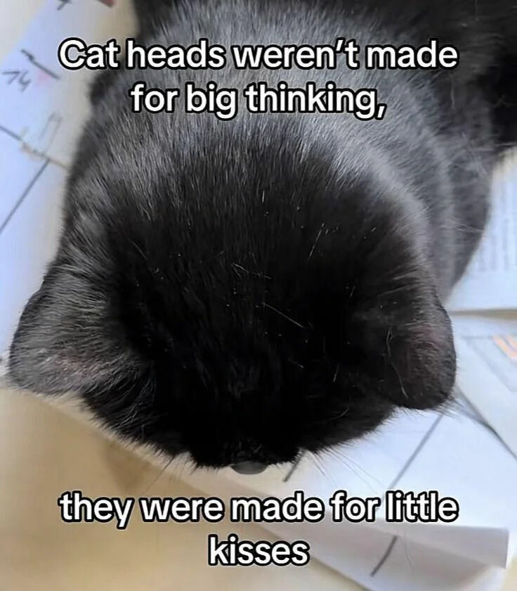 This is a wholesome cute meme featuring a top-down close-up photo of a black cat with its head bowed down resting on papers. Overlaid text reads "Cat heads weren't made for big thinking, they were made for little kisses", which plays on the affectionate idea that instead of complex deep thinking, cats exist to be loved and receive gentle affectionate kisses from their owners.