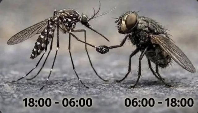 This meme uses edited macro photography of two common pest insects to depict a shift handover between night and day shift workers. On the left, a mosquito is labeled with the 18:00 to 06:00 (6PM to 6AM) time slot, representing the night shift, as mosquitoes are primarily active during nighttime hours. On the right, a house fly is labeled with the 06:00 to 18:00 (6AM to 6PM) time slot, representing the day shift, as flies are active during the day. The two insects are edited to appear as if they are shaking hands while completing a shift handoff, humorously implying that these pests coordinate to annoy humans 24 hours a day with no gaps in coverage.