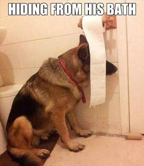 This is a lighthearted humorous wholesome meme featuring a real German Shepherd dog sitting on the floor of a tiled bathroom, next to a white toilet on its left. The dog is wearing a red collar, and faces the tiled wall, with its head partially obscured by a long unrolled strip of toilet paper hanging from the wall holder in front of its face, as if it thinks it is successfully hidden. The bold overlaid text at the top of the image explains the dog is hiding from his upcoming bath, leaning into the relatable common pet behavior of strongly disliking baths and attempting to hide in very obvious, silly, ineffective spots.