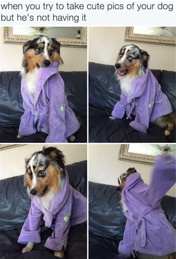This is a 4-panel collage meme featuring a fluffy Australian Shepherd dog dressed in a small purple bathrobe. The top header text reads 'when you try to take cute pics of your dog but he's not having it'. The panels capture the dog's gradual loss of patience: in the first panel, he sits reluctantly with the robe on; in the second, he looks away with an annoyed, open-mouthed expression; in the third, he leans forward with a clearly frustrated face; in the fourth, he pulls the robe over his head and turns away, fully refusing to participate in the photo session. The humor stems from the relatable scenario of attempting to get a pet to cooperate for a cute photo, with the dog's human-like display of irritation and defiance resonating with anyone who has tried to photograph a stubborn animal.
