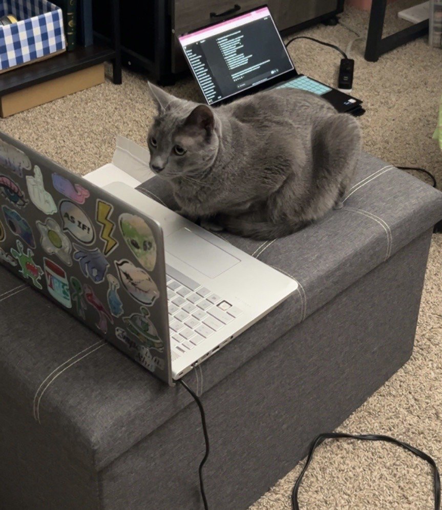 This is a candid humorous photograph showing a grey domestic shorthair cat in a loafing, compact rounded sitting position on a grey fabric ottoman. The cat is positioned directly adjacent to an open silver laptop whose back is covered in a variety of colorful decorative stickers, including one that reads 'AS IF!', effectively blocking the owner from accessing the laptop's keyboard to work. In the background, a second open black laptop displaying what appears to be code or terminal output rests on a light beige carpeted floor, alongside home items including a blue and white gingham storage bin on a low shelf. The meme plays on the widely relatable experience of cat owners and remote workers where pets intentionally occupy workspaces to disrupt tasks and seek attention.