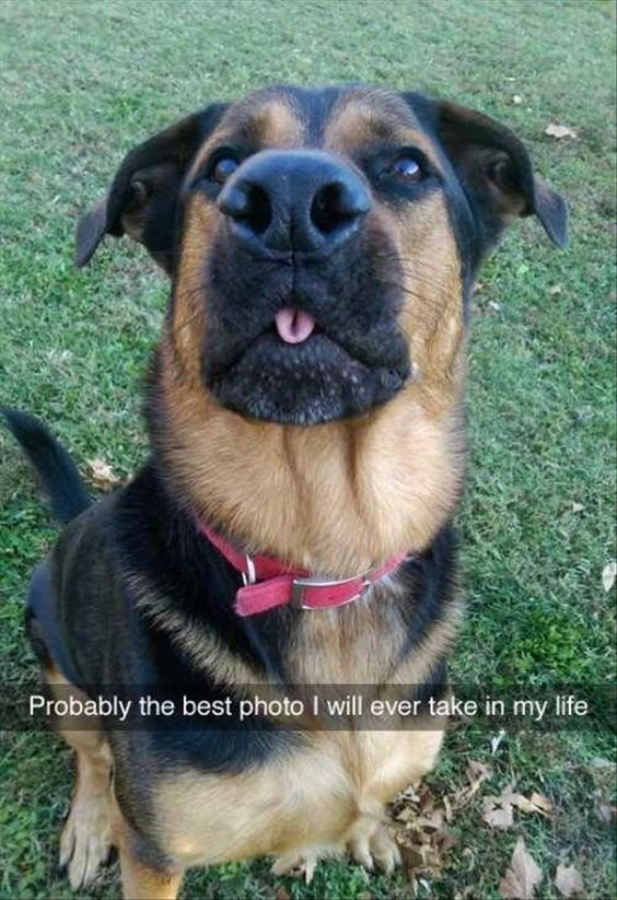 This wholesome meme features a real mixed-breed dog (resembling a German Shepherd mix) sitting on a grassy surface, looking up at the camera with an endearing, goofy expression—its tongue peeking out slightly, eyes wide and warm. A text overlay at the bottom reads *"Probably the best photo I will ever take in my life"*, which playfully emphasizes how perfect and charming the dog's candid shot is. The meme evokes feelings of warmth and amusement, celebrating the joy of capturing a perfect moment with a beloved pet.