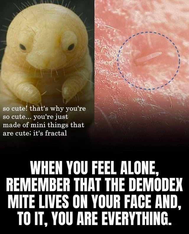This two-panel collage meme delivers a subversive humorous joke. The left top panel shows a highly magnified, endearing close-up of a Demodex (face mite) with text commenting that the mite is cute, and claims cuteness is fractal, meaning larger cute things are made of smaller cute things. The right top panel shows a microscopic view of human skin, with a tiny Demodex mite circled by a dashed blue line. Large text at the bottom gives the punchline: it reminds viewers that these mites naturally live on human faces, and to the mite, the human host is their entire world, turning the initial cute observation into a funny, slightly unsettling feel-good reminder for people feeling lonely.