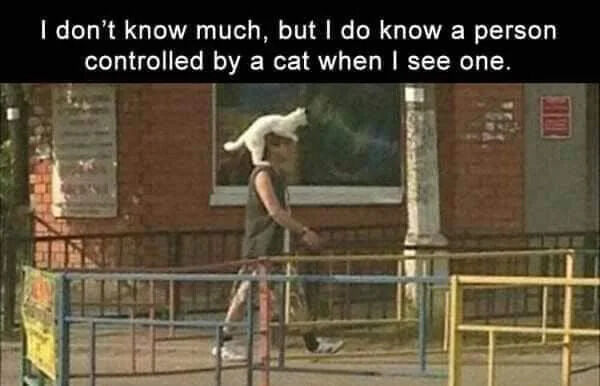 A meme featuring a photograph of a person walking outdoors with a white cat perched on their head. The top text overlay reads, 'I don't know much, but I do know a person controlled by a cat when I see one.' The background includes a brick building with a window and a metal fence, suggesting an urban or residential setting. The image humorously portrays the cat as being in control of the person, playing on the common lighthearted trope of pets (especially cats) dominating their owners.