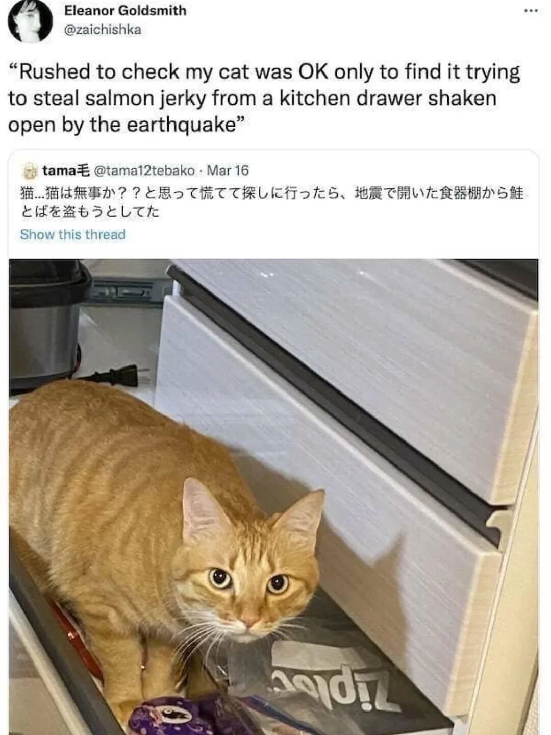 A screenshot of two X.com (Twitter) posts featuring a humorous and wholesome pet anecdote. The top post is an English translation by Eleanor Goldsmith (@zaichishika) of a Japanese tweet by tama毛 (@tama12tebako, dated March 16). The original Japanese tweet recounts rushing to check on a cat after an earthquake, only to find the cat attempting to steal salmon jerky from a kitchen drawer that had been shaken open by the earthquake. Below the tweets is a photograph of an orange tabby cat inside the open drawer, appearing alert and focused on the contents, visually illustrating the anecdote.