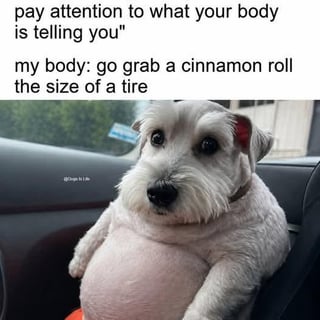 This is a single-panel image macro meme. The top section has two lines of text: the first line presents common self-care advice reading "pay attention to what your body is telling you", and the second line is the punchline reading "my body: go grab a cinnamon roll the size of a tire". Below the text is a photo of an extremely plump, recently shaved small white dog sitting upright in a car passenger seat, with wide, innocent round eyes and a large exposed belly. The chubby dog visually jokes about the weight gain result of consistently giving in to these indulgent, overly large food cravings that people often claim their body is asking for.