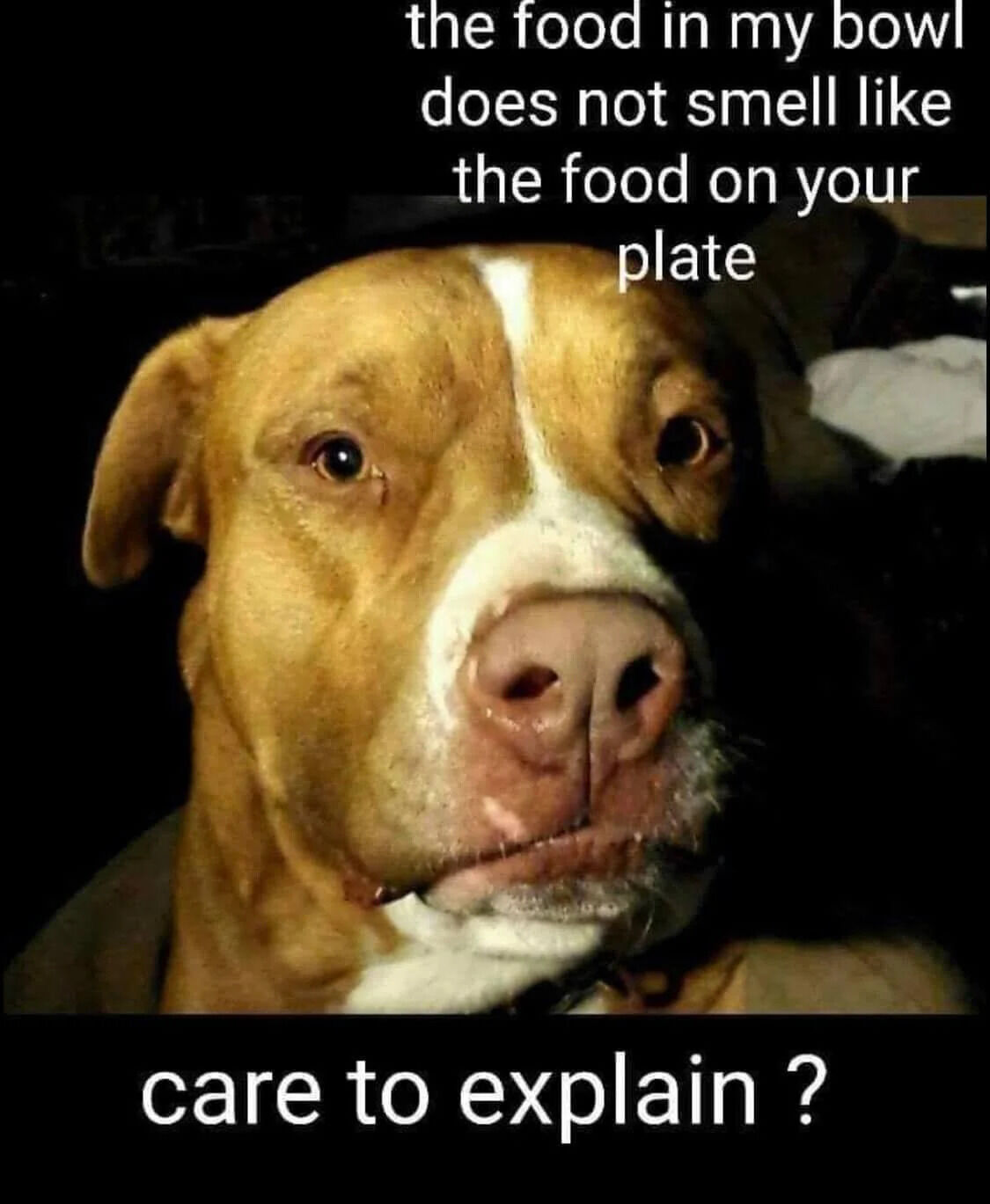 This meme features a close-up photograph of a real tan and white pit bull-type dog with a naturally serious, skeptical expression that looks human-like and confrontational. Text is overlaid on the image that reads: 'the food in my bowl does not smell like the food on your plate / care to explain ?'. The joke plays on the common well-known behavior of dogs always preferring their owner's human food over their own pet food, even when the dog already has food available to them, resulting in a relatable, funny meme for pet owners.