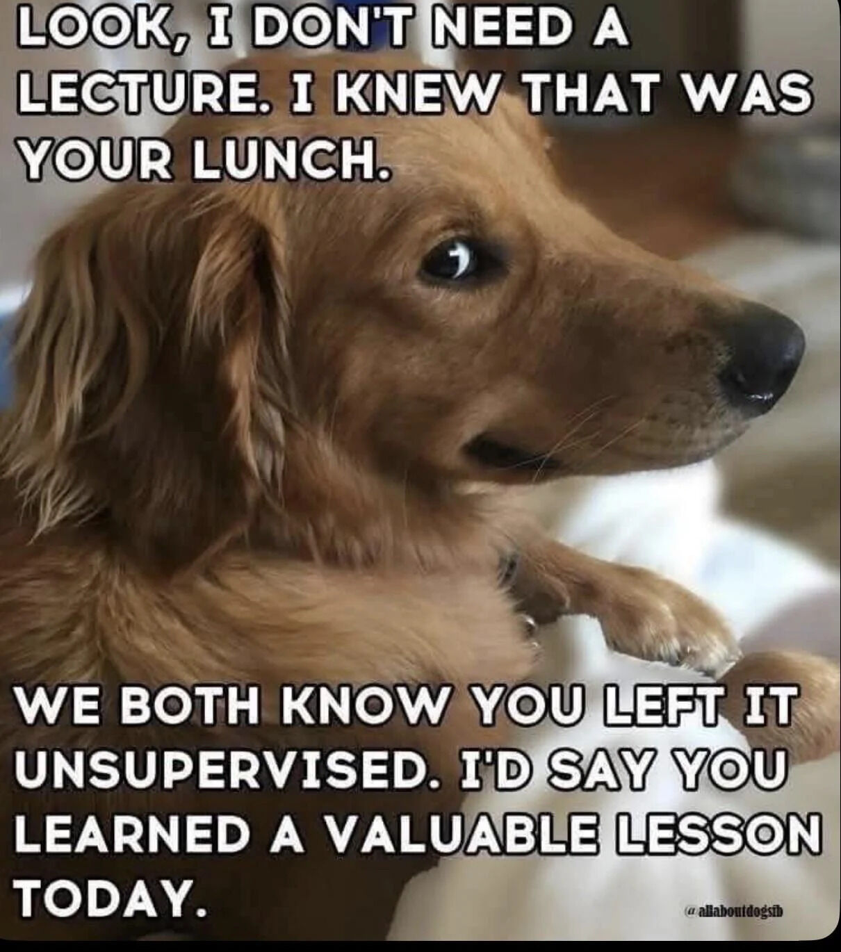This is a single panel pet meme featuring a photograph of a golden retriever dog looking sideways with a sassy, unapologetic expression, one front paw resting forward. Overlaid text frames the dog as speaking to its owner after stealing the owner's lunch: the dog argues it does not need a scolding, since the owner left the lunch unsupervised, and frames the incident as the owner learning a valuable lesson instead of the dog being in trouble. It plays on the common relatable experience of pet owners whose dogs steal unattended food, and leans into the humorous trope of pets acting entitled to food left out in the open.
