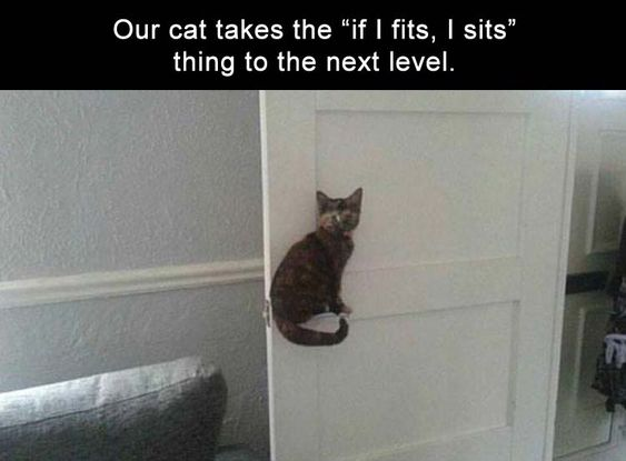 This is a humorous animal meme centered on a tortoiseshell cat perched inside a narrow, vertical cutout in a white interior door. The top overlay text reads: 'Our cat takes the "if I fits, I sits" thing to the next level.' The cat leans against the door frame, looking directly at the camera with a calm, neutral expression. The visual joke plays on the popular internet phrase for cat behavior—"if I fits, I sits"—by exaggerating it: the cat uses an extremely unconventional, tiny space instead of a typical bed, box, or soft surface. The background shows a plain grey wall and part of a grey couch, setting the scene in a residential home.