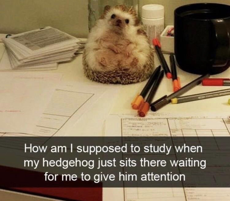 The image shows a small domestic hedgehog sitting upright on a cluttered study desk, surrounded by stacks of paperwork, assorted pens, a large black mug, and other study supplies. The hedgehog looks toward the camera with a calm, expectant expression. White text is overlaid on a dark banner at the bottom of the image, reading "How am I supposed to study when my hedgehog just sits there waiting for me to give him attention". The meme humorously depicts the relatable experience of being distracted from work or study tasks by a cute, beloved pet.