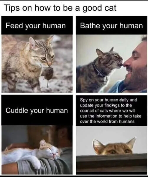 A four-panel collage meme titled 'Tips on how to be a good cat,' featuring humorous and sarcastic advice from a cat's perspective. The top-left panel shows a cat carrying a mouse with the text 'Feed your human.' The top-right panel depicts a cat licking a human's face with the text 'Bathe your human.' The bottom-left panel shows a relaxed cat cuddling in a human's arms with the text 'Cuddle your human.' The bottom-right panel features a cat peeking over a surface with the text 'Spy on your human daily and update your findings to the council of cats where we will use the information to help take over the world from humans,' adding a playful conspiracy twist.