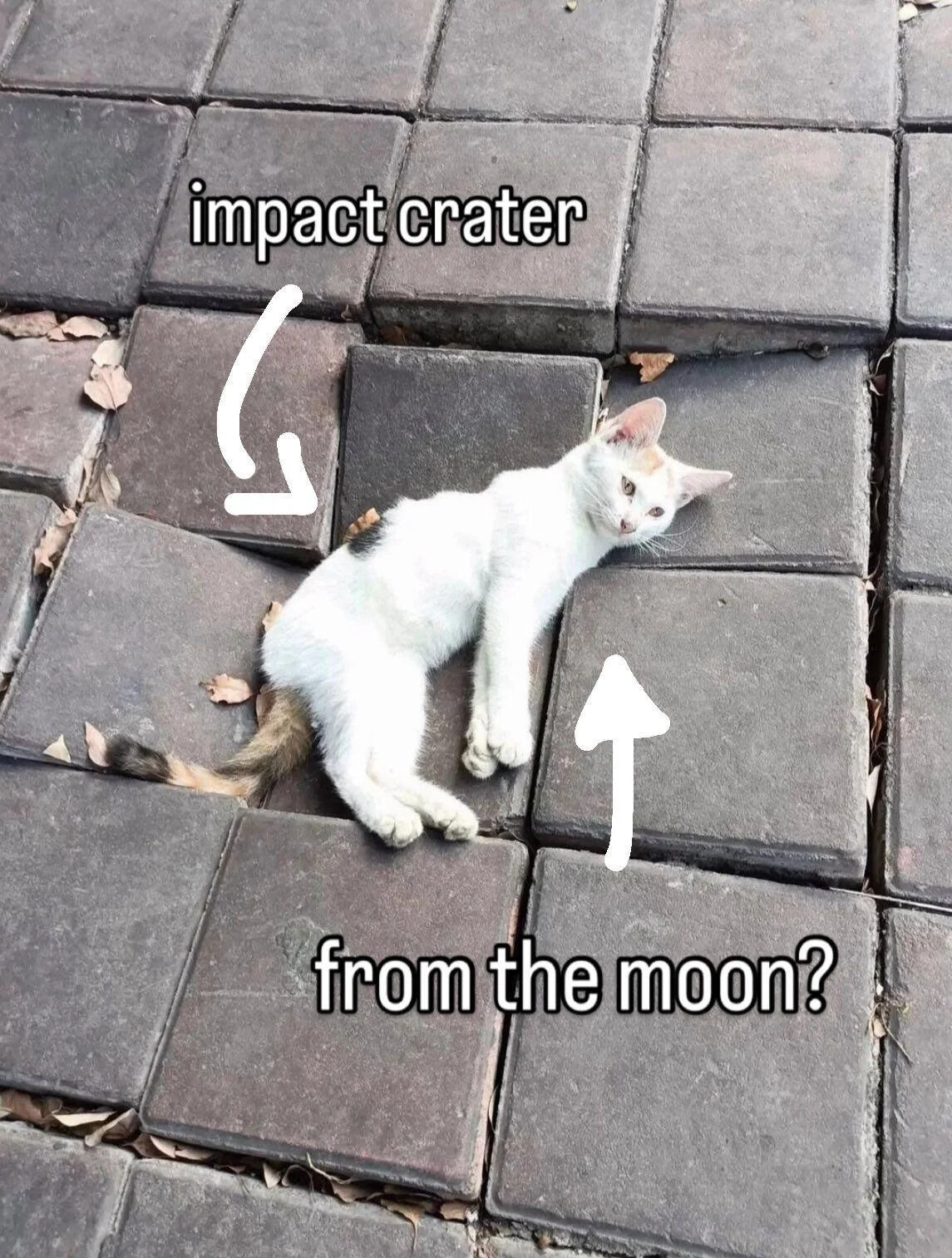 A photograph of a white cat with brown spots and a striped tail lying stretched out on gray pavement tiles. The cat is positioned such that its body rests across several tiles, with its head turned slightly upward, giving a relaxed and curious expression. Surrounding the cat are a few scattered dry leaves. Two white arrows point to the cat: one from the top with the text 'impact crater' and another from below with the text 'from the moon?'. The humor arises from playfully comparing the cat's prone position to a lunar impact crater, creating a lighthearted and wholesome joke.